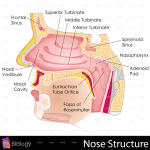 stock-illustration-25580199-human-nose