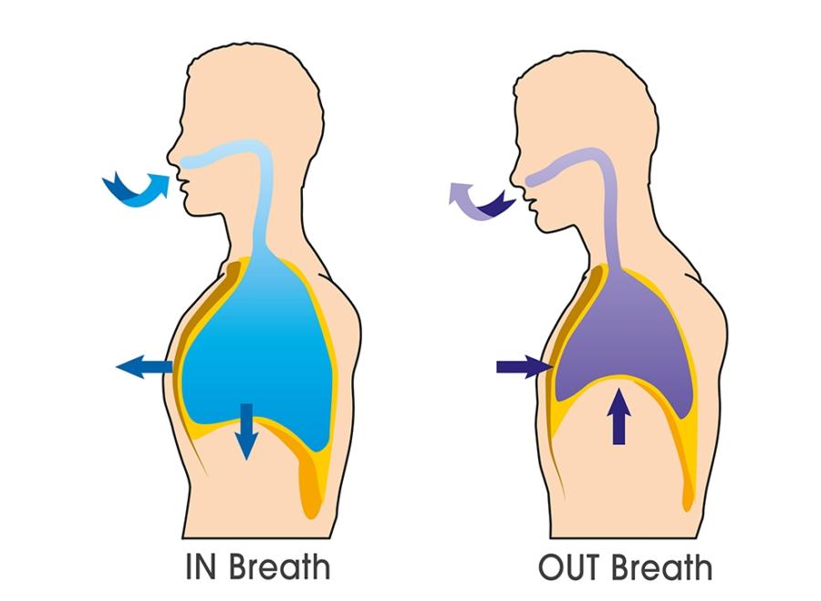 Diaphragm Breathing - TriBreath - Move Easier - Breathe Deeper