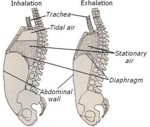 Diaphragm and lungs