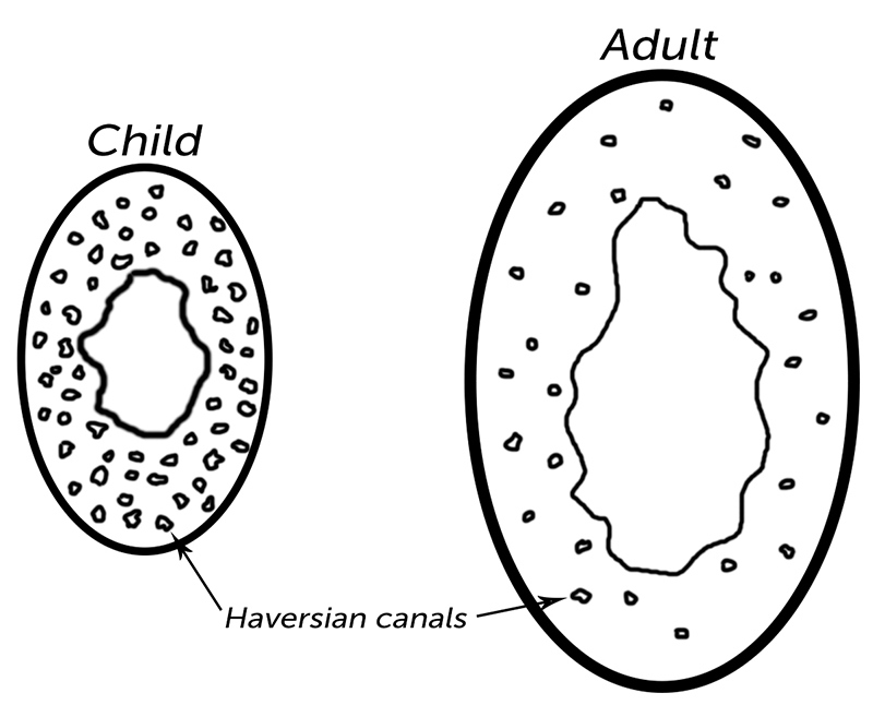 Haversian canals